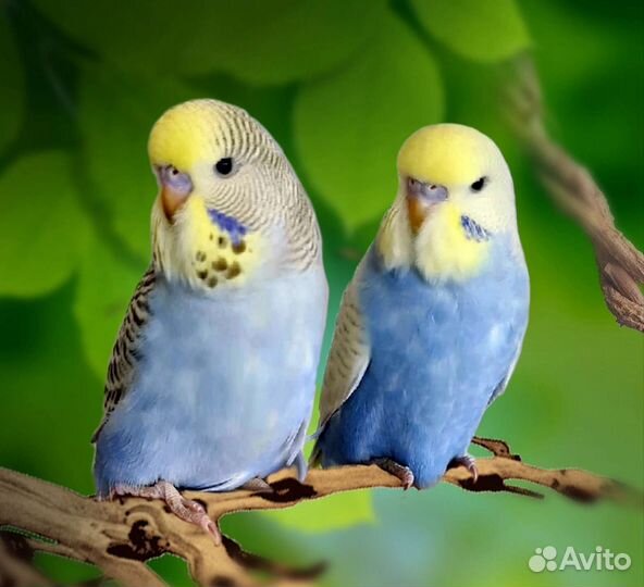 Попугаи волнистые выставочные (Чехи) птенцы