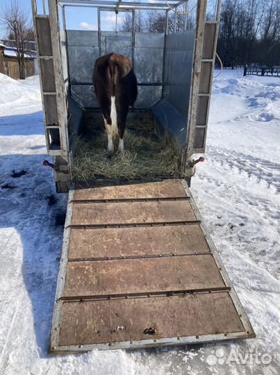 Перевозка скота