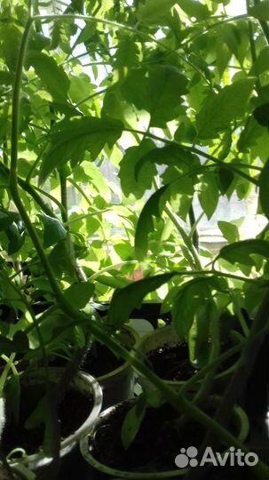 Рассада помидор