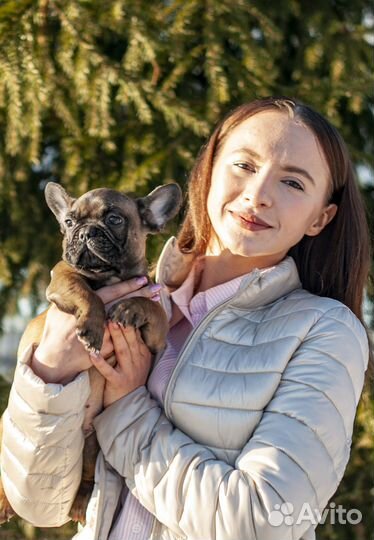 Французский бульдог щенки