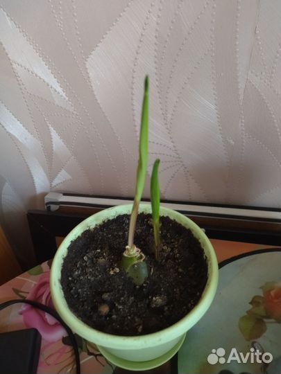 Хлорофитум