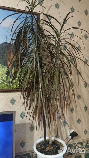 Комнатные цветы бесплатно