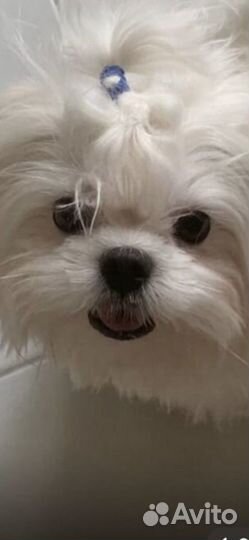 Мальтезе вязка