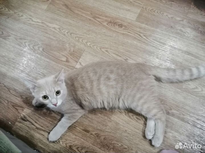 Британский кот