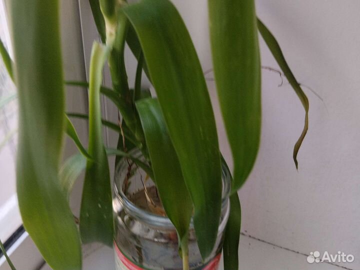 Пальма юкка