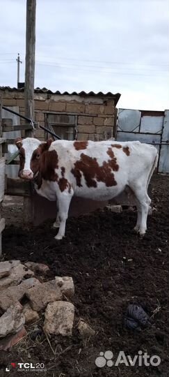 Коровы и бычок