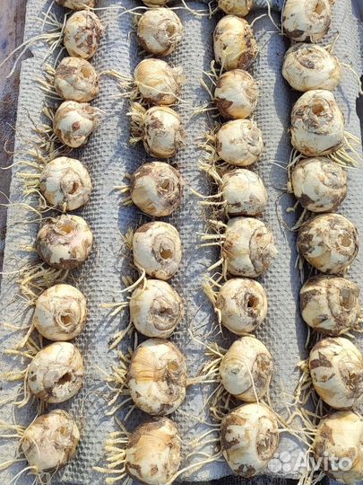 Фритиллярия 