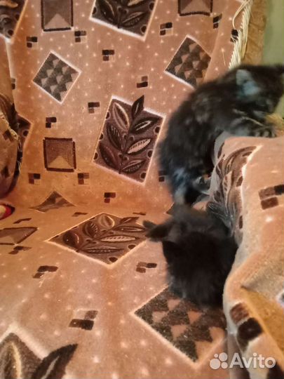 Кошки мейн-кун
