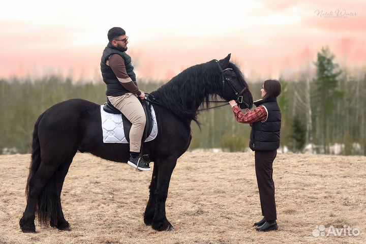 Фриз в аренду