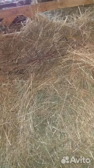 Продажа сена в рулонах