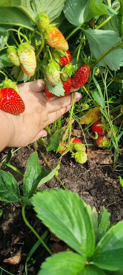 Дом 45 м² на участке 11 сот.