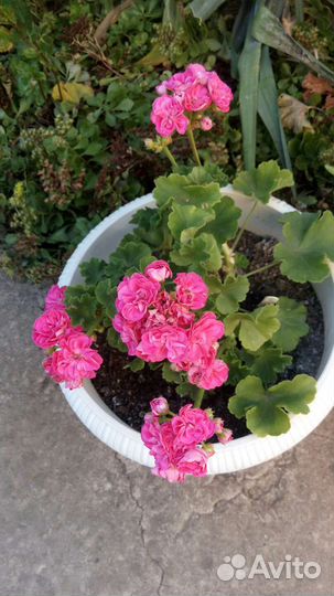 Комнатные цветы