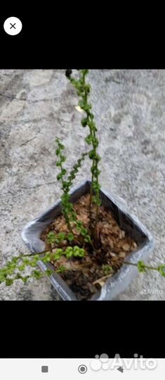 Магония Падуболистная