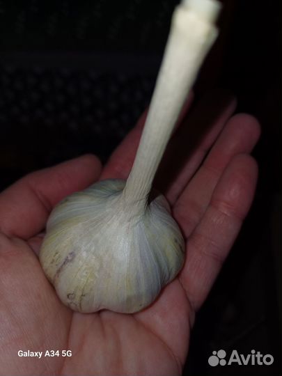 Чеснок домашний