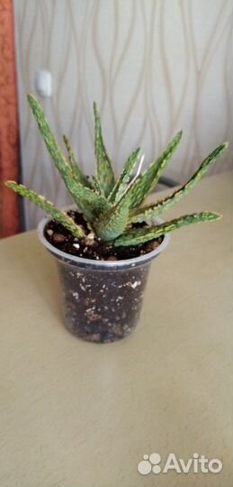 Алоэ Раухи, крассулы