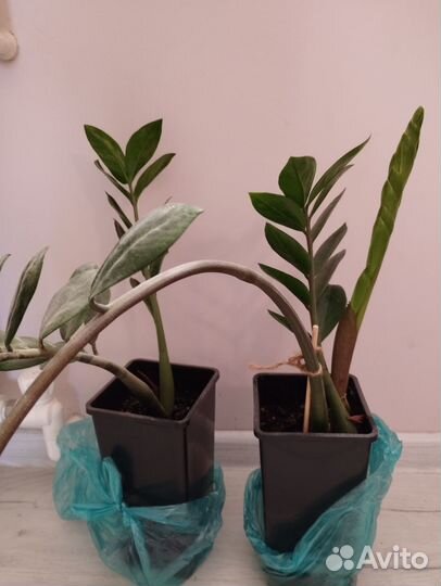 Замиокулькас