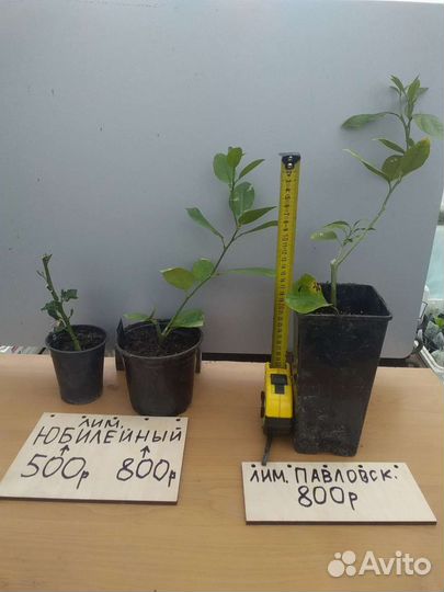 Саженцы домашнего лимона Мейер в Симферополе