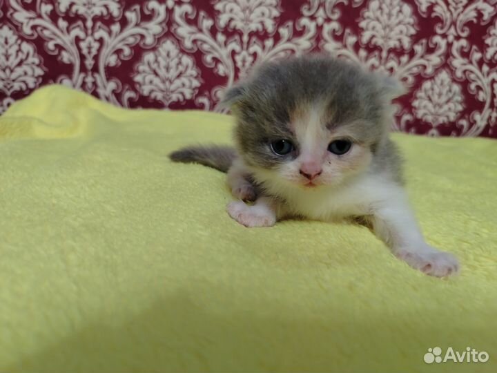 Котята хайленд фолд