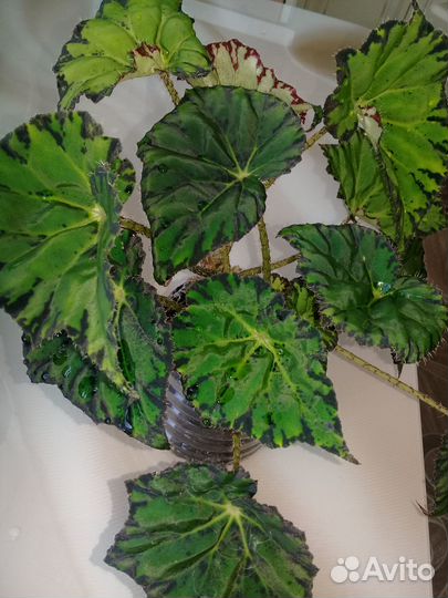 Комнатные цветы / Бегония тигровая