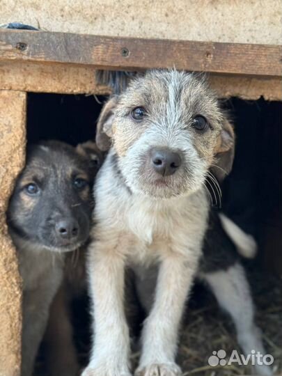 Небольшой щенок в добрые руки