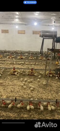 Куры броллеры