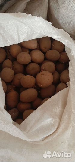 Продам картофель