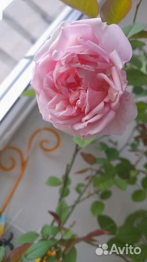 Комнатная Бенгальская роза