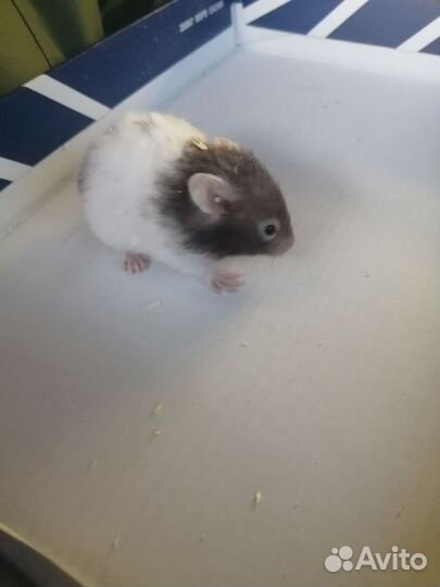 Отдам хомяка бесплатно