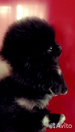 Померанский шпиц