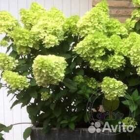 Мохито, Ванила фрайз, Самарская Лидия, Фантом