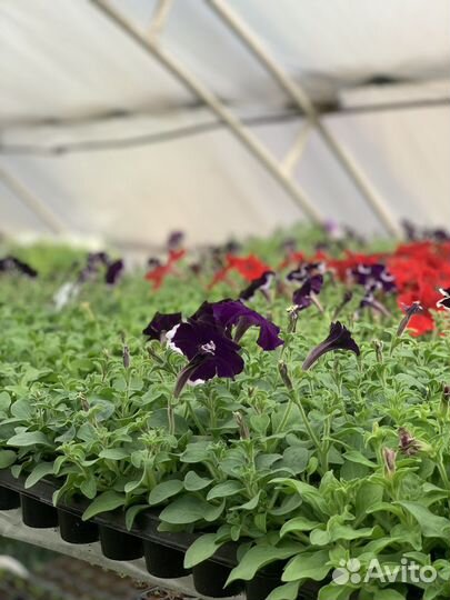 Петуния кустовая, ампельная, рассада цветов