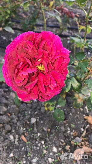 Саженцы роз