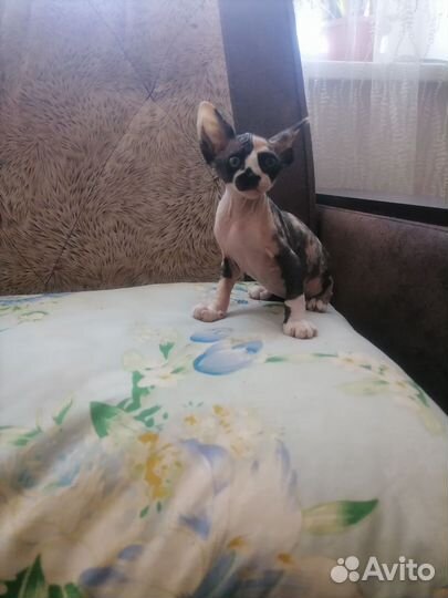 Канадский сфинкс котенок