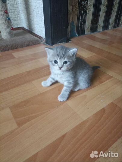 Кошки в добрые руки бесплатно