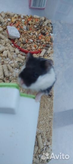 Хомяк Кэмпбелла с домиком