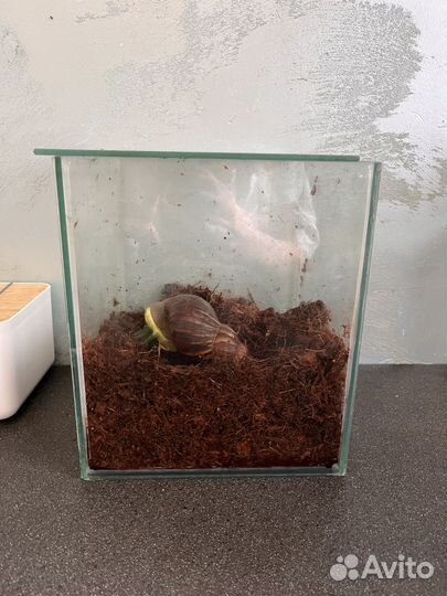 Улитка ахатина