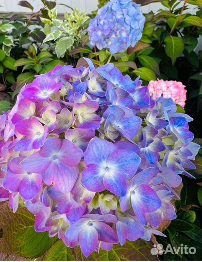 Гортензия Блум стар