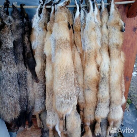 Шкуры лисы с выделкой
