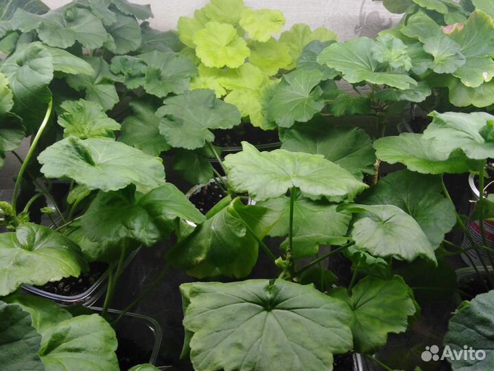 Пеларгония герань сортовая