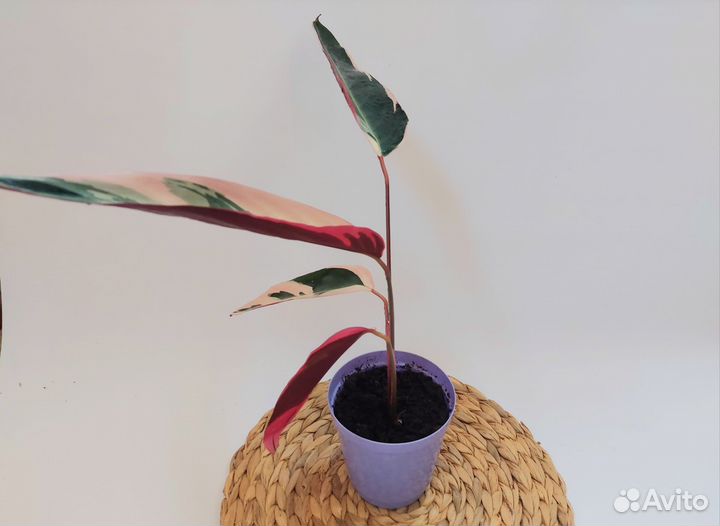 Строманта триостар