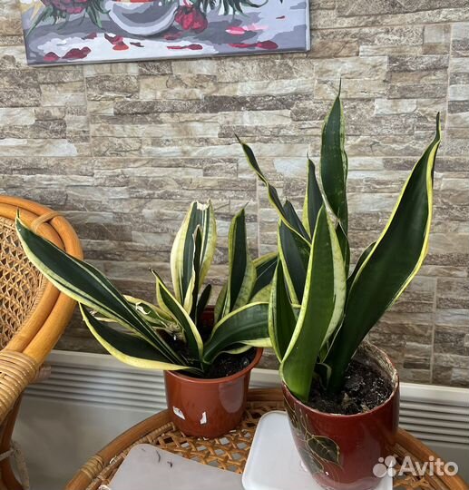 Сансевиерия лауренти(тещин язык, щучий хвост)