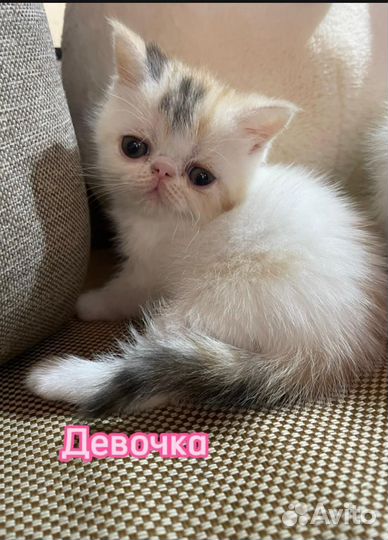 Плюшевые котята