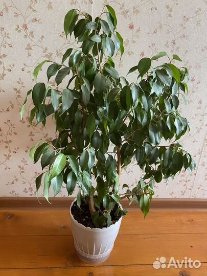 Фикус бенджамина