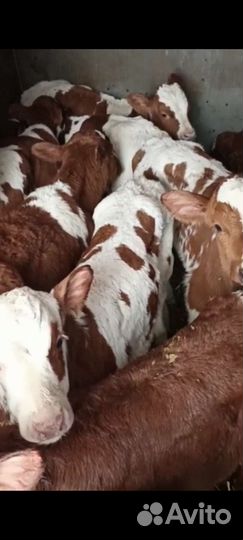 Телята бычки