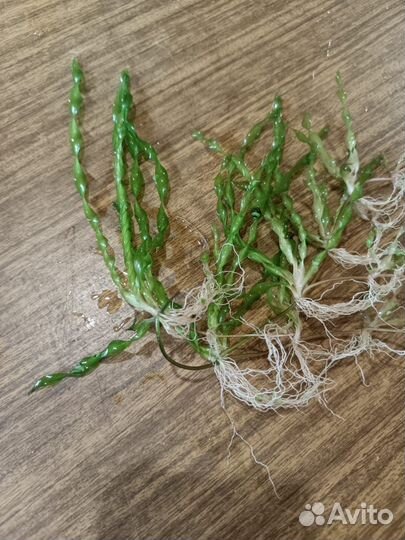 Аквариумные растения и рыбки