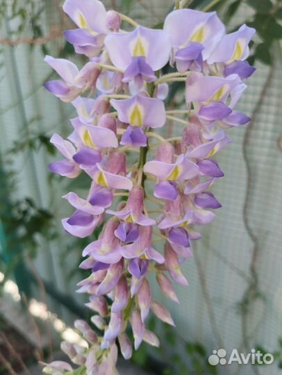 Семена. Люффа, Катальпа,Мирабилис,Лавандир Глицини