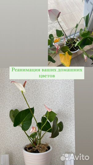 Уход, лечение, пересадка комнантных растений