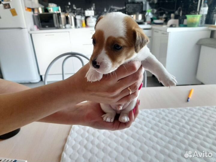 Щенки джек рассел