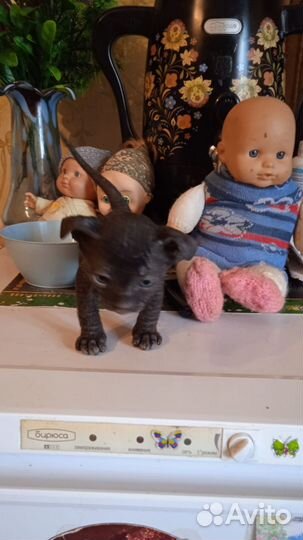 Донской сфинкс котята