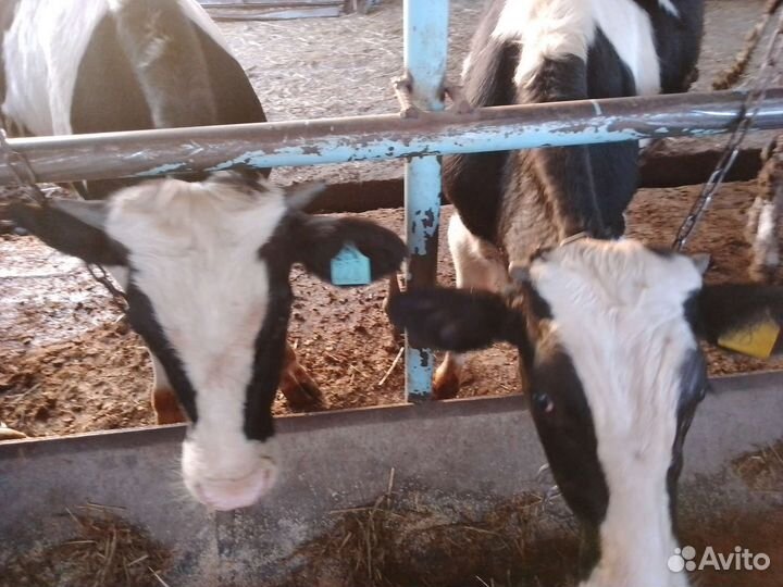 Бычки и быки